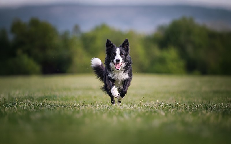 How to Keep Active Dogs Happy